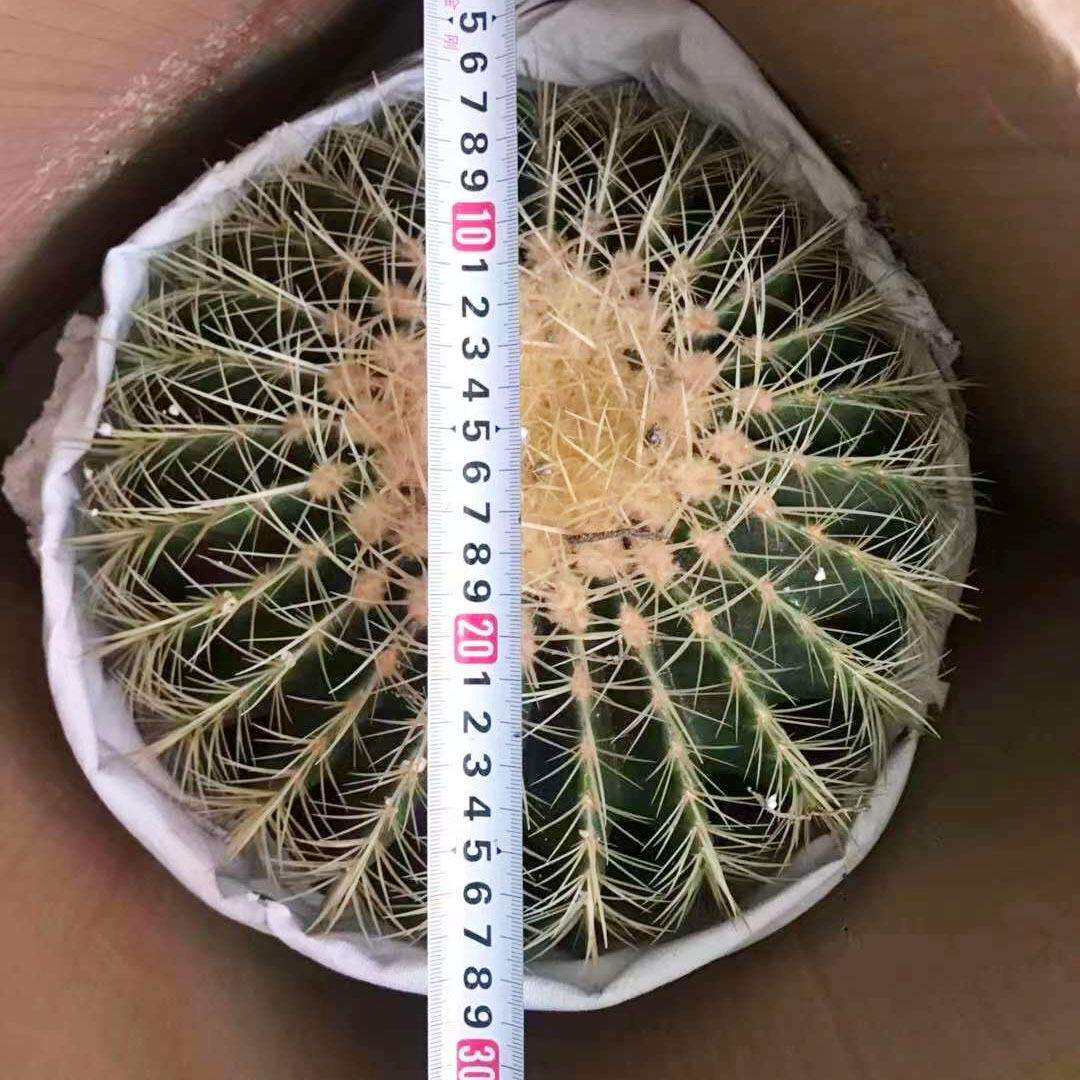 【基地直供】仙人球多肉植物 居家小盆栽花卉 金琥1装30CM