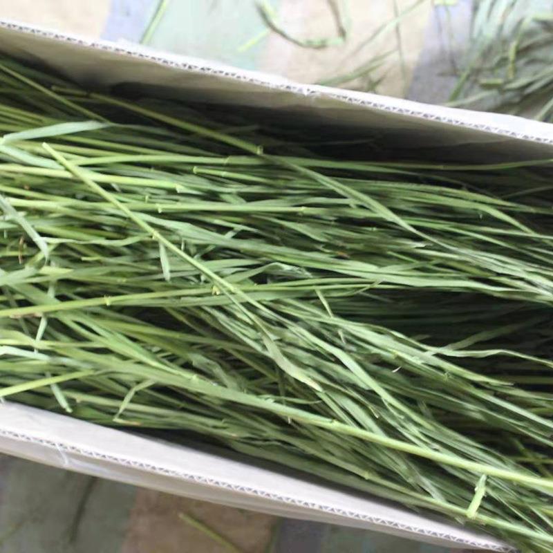 新款直销小麦草 烘干小麦草 小麦苗 2025年小麦毛重1000G嫩苗烘干