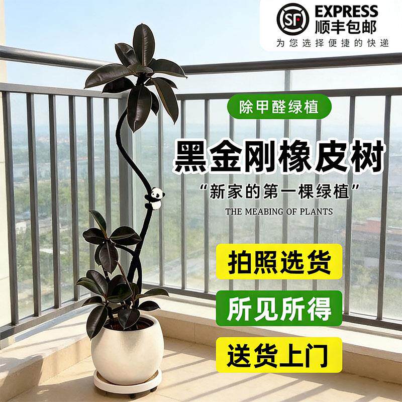 黑金刚橡皮树彷真绿色植物大型室内客厅轻奢装饰落地摆件假盆栽彷