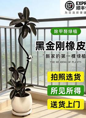 黑金刚橡皮树彷真绿色植物大型室内客厅轻奢装饰落地摆件假盆栽彷