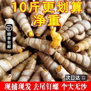 钉螺鲜活去尾大号锥螺新鲜海螺丝捞汁小海鲜麻辣贝类包邮商用鲍鱼