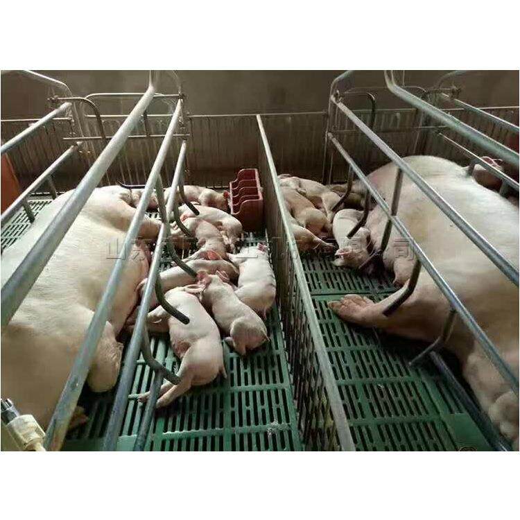 复合板母猪产床 镀锌材料仔猪保育定位栏 双体自动控温产崽床