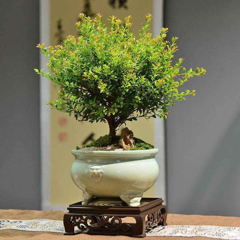 小叶赤楠盆景30-35cm植物四季常青室内家用摆件桌面绿植带盆盆栽