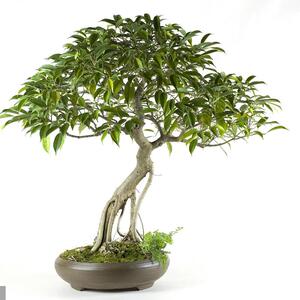 三十家子盆景 松柏花卉杂木类盆景造型美观 品种齐全 一物一拍