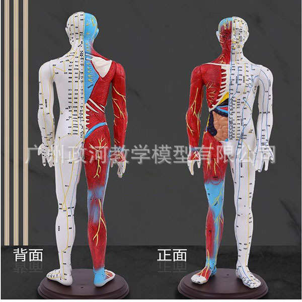 60CM人体针灸模型 半肌肉解剖经络穴位模型 针灸教学模型