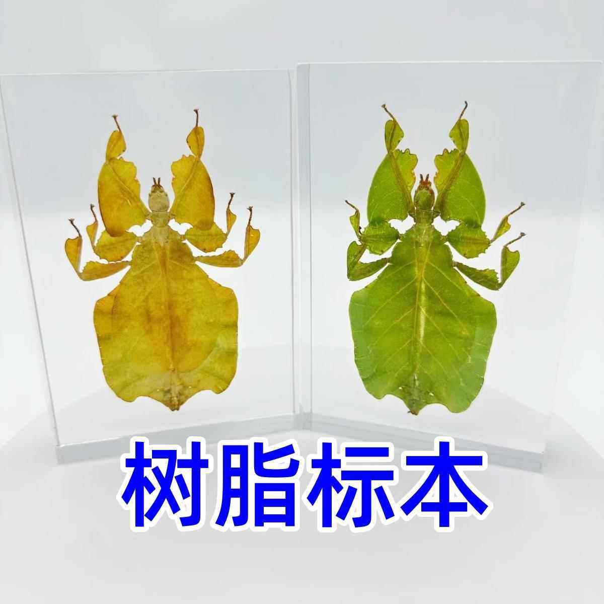 树脂标本叶修标本叶子虫真昆虫甲虫竹节虫整姿干 干燥品制做送礼,家居饰品,标本类装饰画,淘宝优惠券,粉丝福利购,淘宝优惠卷