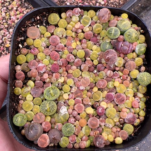 超彩生石花，150棵左右 8cm盆带盆发货，包邮非偏远，拍2份发3盒