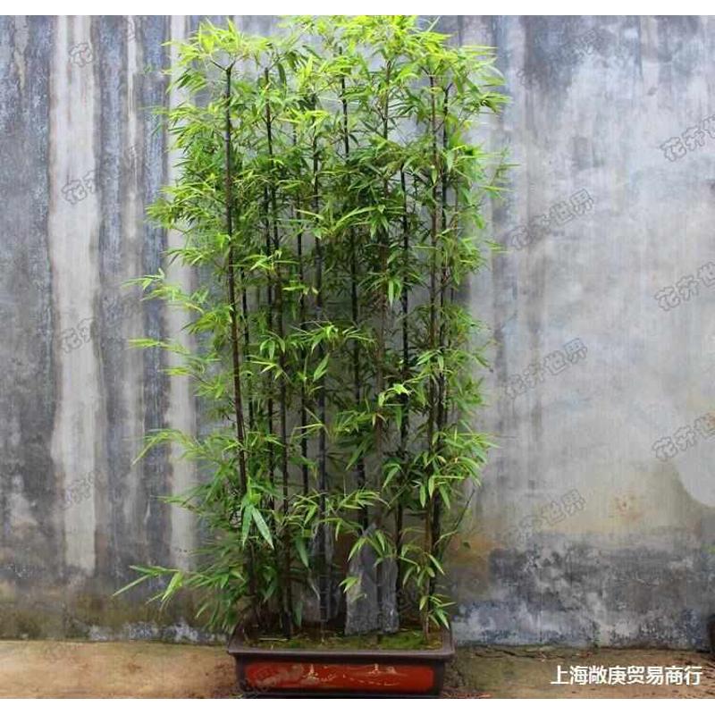 竹苗竹根紫竹苗地竹子苗别名黑竹绿化庭院别墅墨竹盆栽彩色栽乌