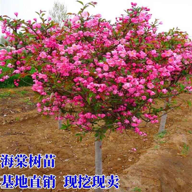 别墅庭院绿化嫁接花卉西府海棠树苗垂丝海棠北美海棠苗绿化海棠苗