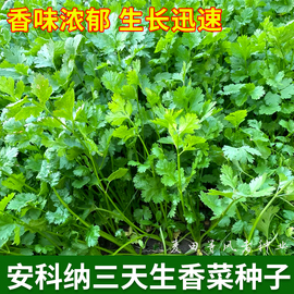 安科纳三天生香菜种子四季易种芫荽胡荽种籽农家菜园阳台盆栽蔬菜