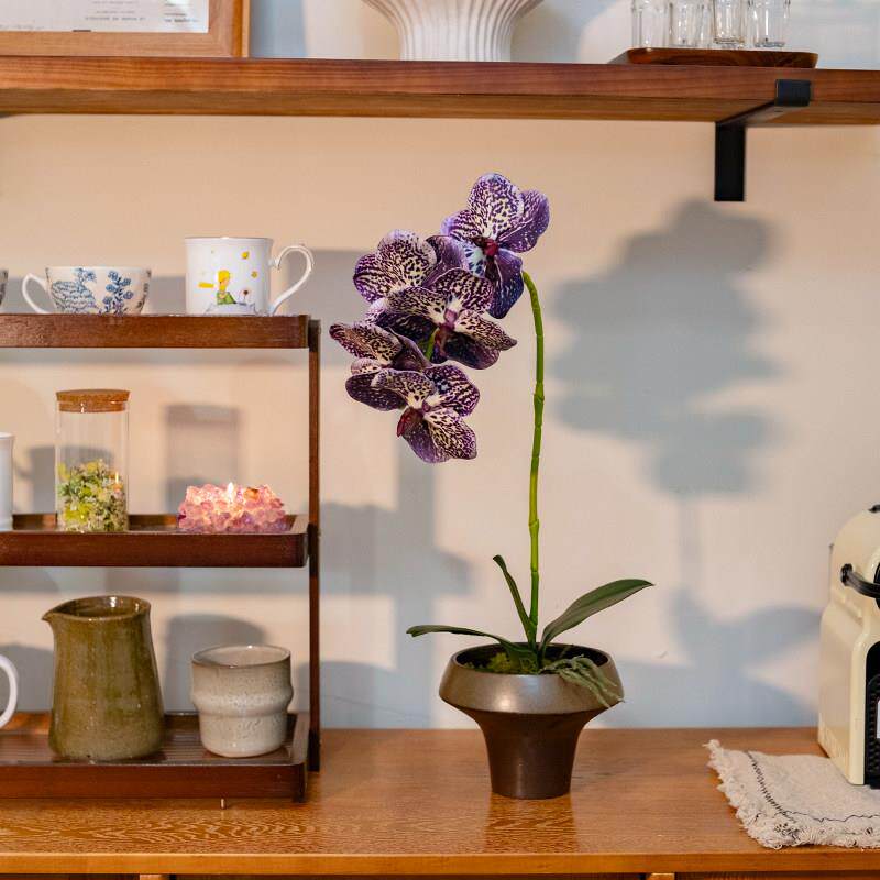 海虹景品仿真花高级感逼真蝴蝶兰假花法式高档花艺摆件餐桌装饰品