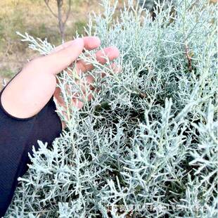 柏树彩叶松柏观赏蓝色花地中海蓝冰苗造型柏庭院植物蓝植