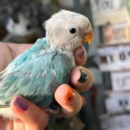 牡丹鹦鹉活鸟半毛手养幼鸟紫罗兰花桃紫薰绿桃脸紫伊莎绿金顶雏鸟