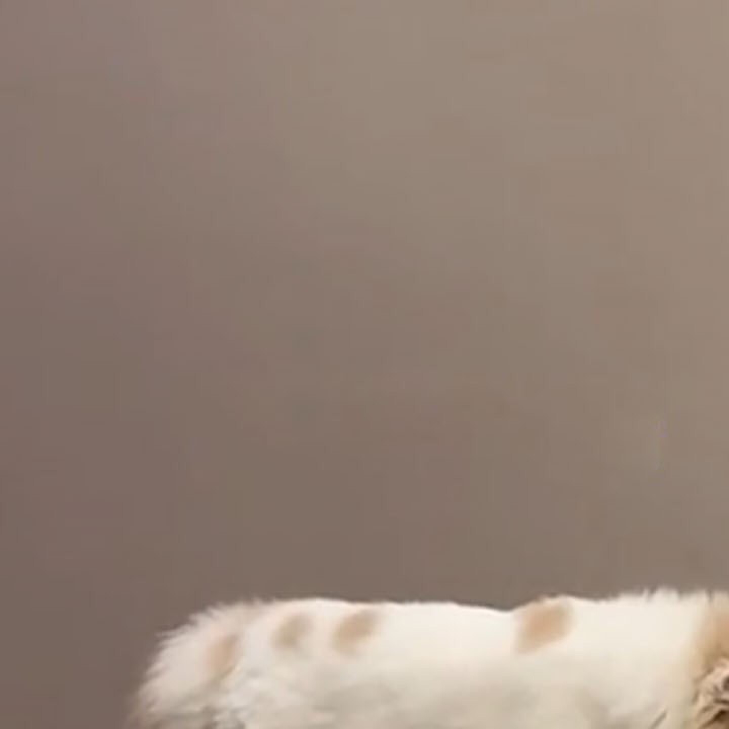 创意马桶猫碗大口径不易打翻宠物盆饮水器大容量仿真坐便器喝水