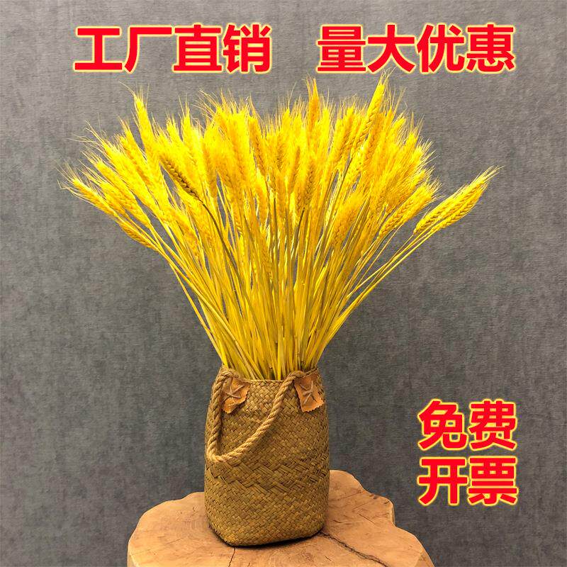 天然黄金麦穗干花花束开业大麦商场客厅田园装饰麦子插花拍摄道具