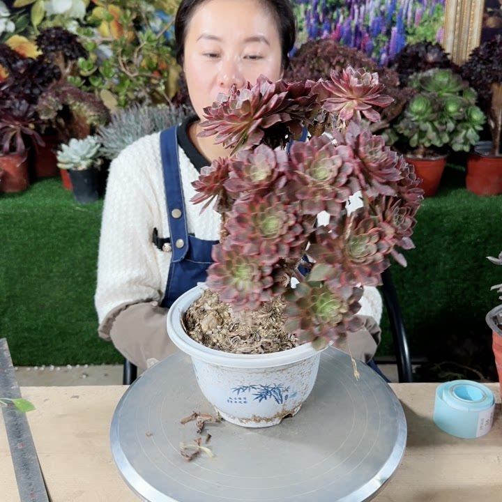 法师多肉万圣节黄锦30.34