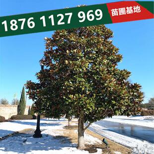 广玉兰树苗别墅庭院风景大树荷花白玉兰园林绿化工程苗木四季常青