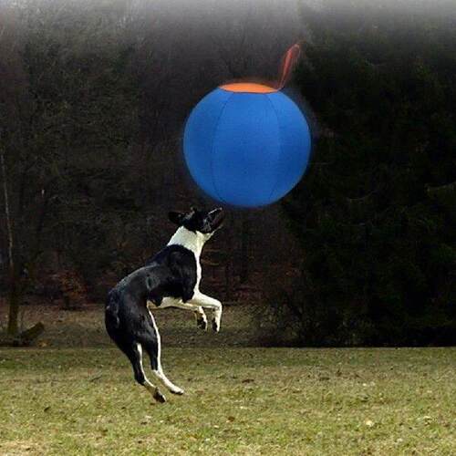 Pet Interactively Outdoor Inflatable Ball Toy Herding Ball