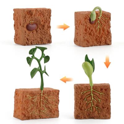 Kids Educational Toys Plant Seeds Growth Life Cycle Playset