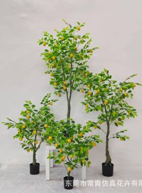 青真植物小盆栽 软设CQ计装造景 家居室内摆常件 仿仿真柠檬树绿