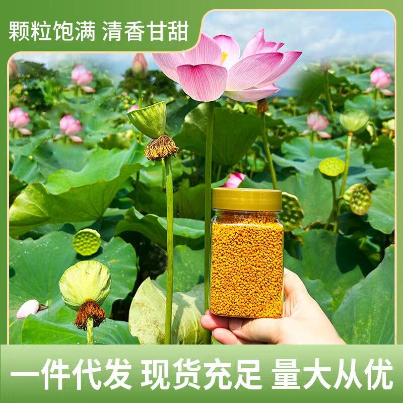 荷花粉 500g新鲜可食用蜂花粉未破壁广昌白莲花粉 一件