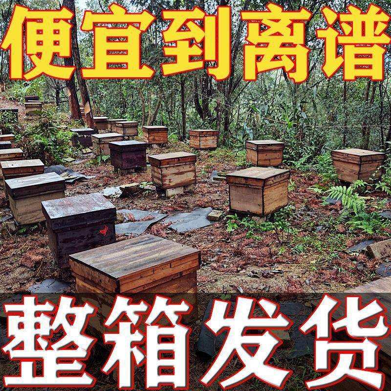 蜜蜂带王一窝蜜蜂一整箱家养蜜蜂活蜂蜜蜂带蜂王中蜂蜜蜂带箱