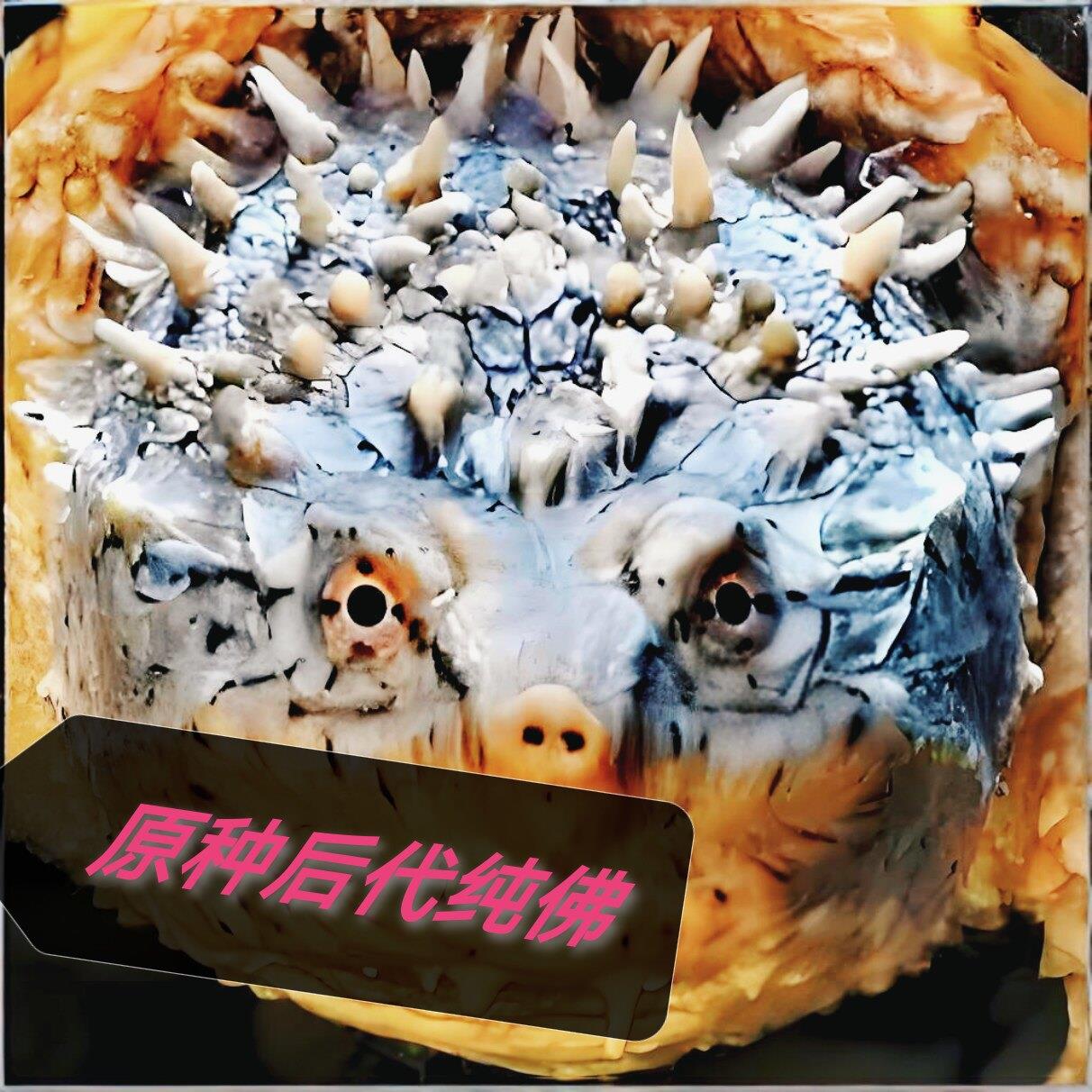 精品纯佛鳄龟正爆刺野后纯佛原种鳄龟宠物观赏龟图片