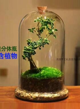 ins创意微景观分体瓶苔藓多肉植物带气孔塞摆件家居玻璃花瓶 包邮