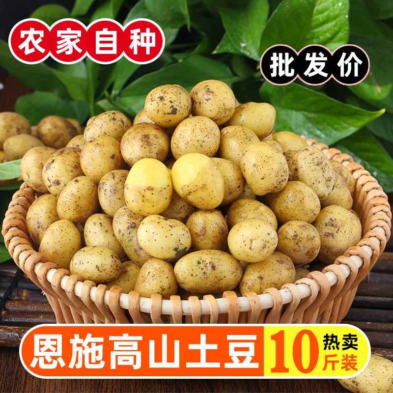 恩施小土豆10斤包邮新鲜蔬菜富硒黄心士豆迷你高山洋芋特产马铃薯