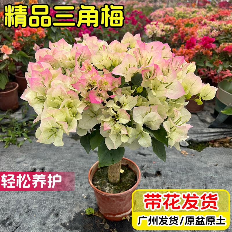 三角梅树苗老桩爬藤绿樱勤花植物重瓣四季开花盆栽庭院观花卉阳台