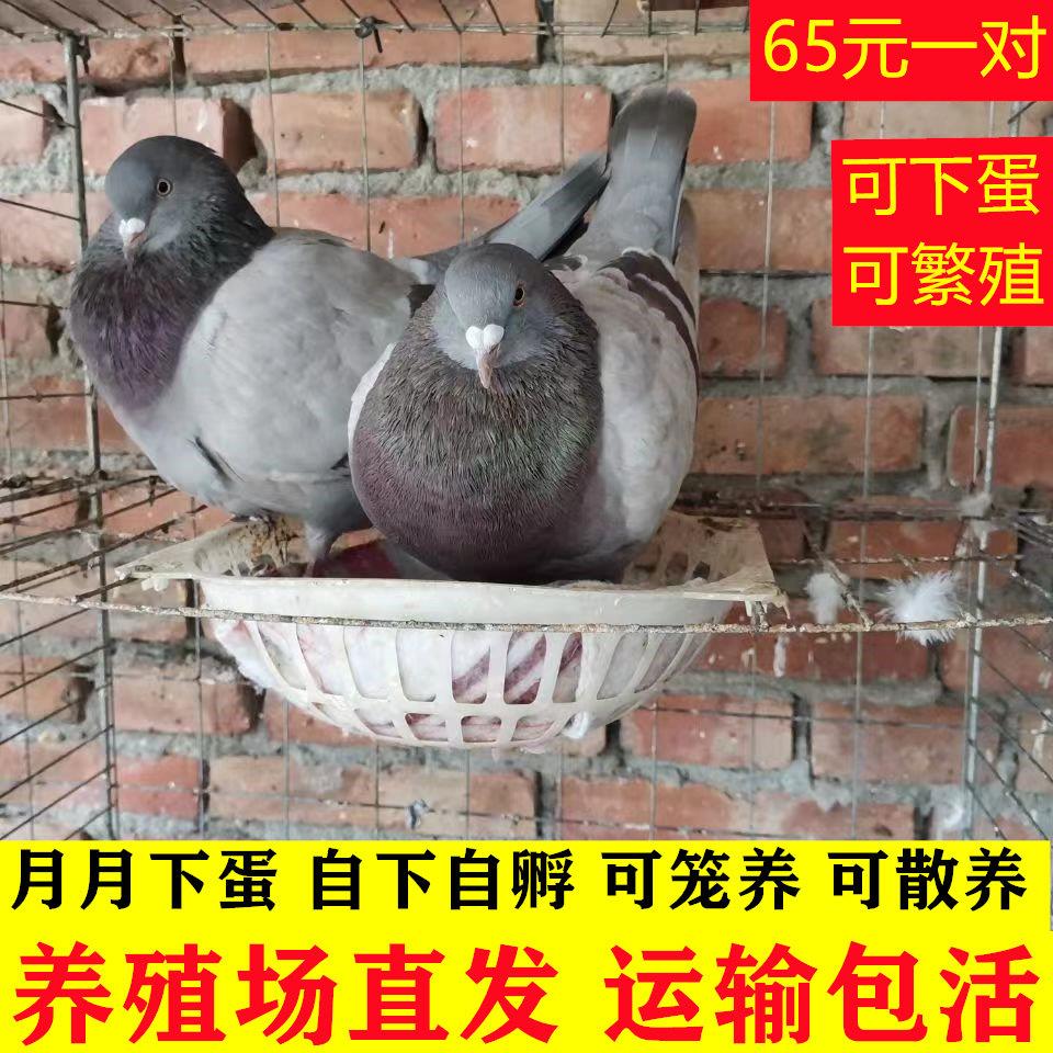 活鸽子一对家养肉鸽信鸽子活物青年鸽幼鸽子活体雨点鸽种鸽下蛋鸽