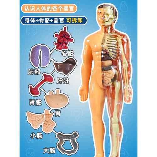 儿童科学实验套装中小学生人体模型手工diy科技小制作工具材料包