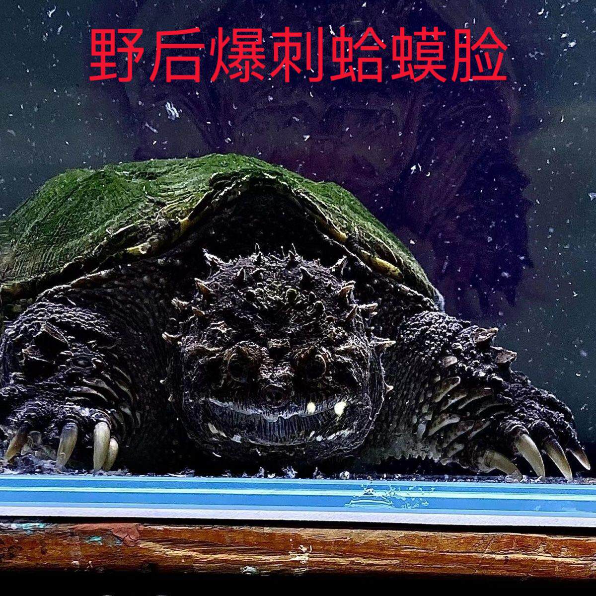 鳄龟苗凶猛鳄龟宠物纯佛鳄龟原种爆刺鳄龟北美野后观赏龟