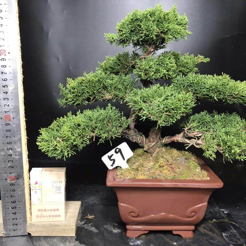 一图一拍老盆精品济州真柏阳台庭院客厅造型盆栽老桩迎客松常青树