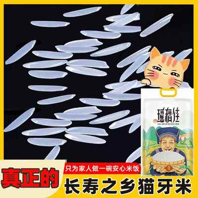 广西长寿市猫牙米10斤长粒香煲仔饭丝苗大米蛋炒饭新米