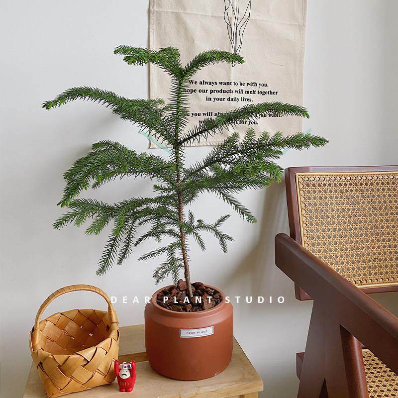 亲爱的绿植北欧风南洋杉盆栽家居新年装饰氛围好养小型耶诞树植物