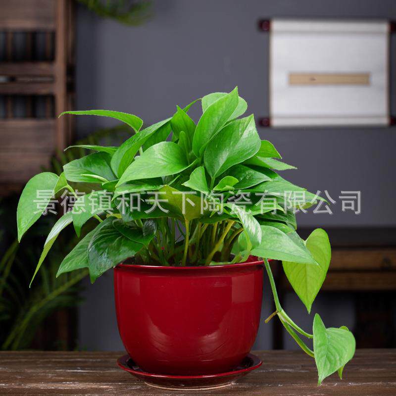 陶瓷花盆红色大口径蝴蝶兰专用盆套盆轻奢简约白色兰花盆家用绿萝