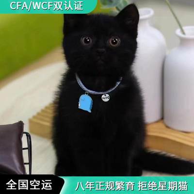 纯黑孟买猫幼猫纯种矮脚曼基康猫咪拿破仑纯黑英短猫短毛招财玄猫