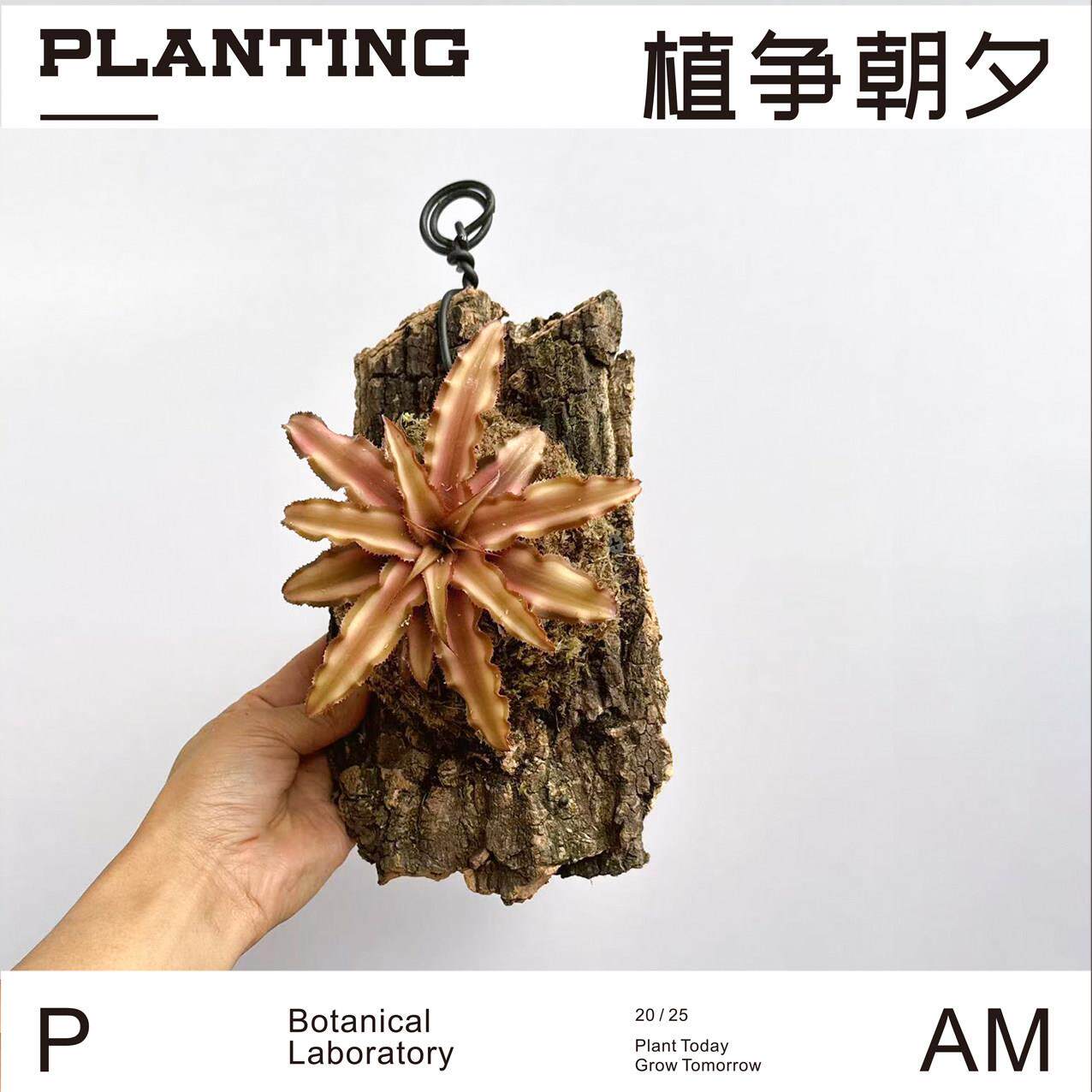 板植姬凤梨室内玄关懒人好养迷你提升空间高级感小清新植物