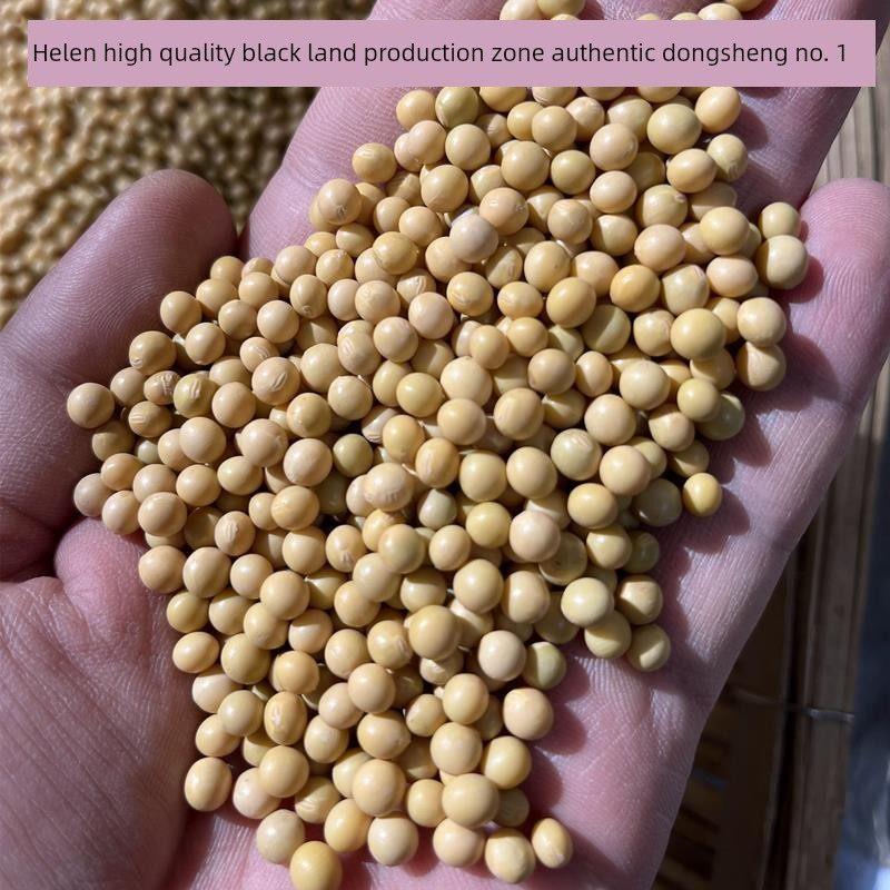 正宗东北东胜一号小黄豆芽苗豆生长黄豆芽苗豆纳豆非转基因海伦大