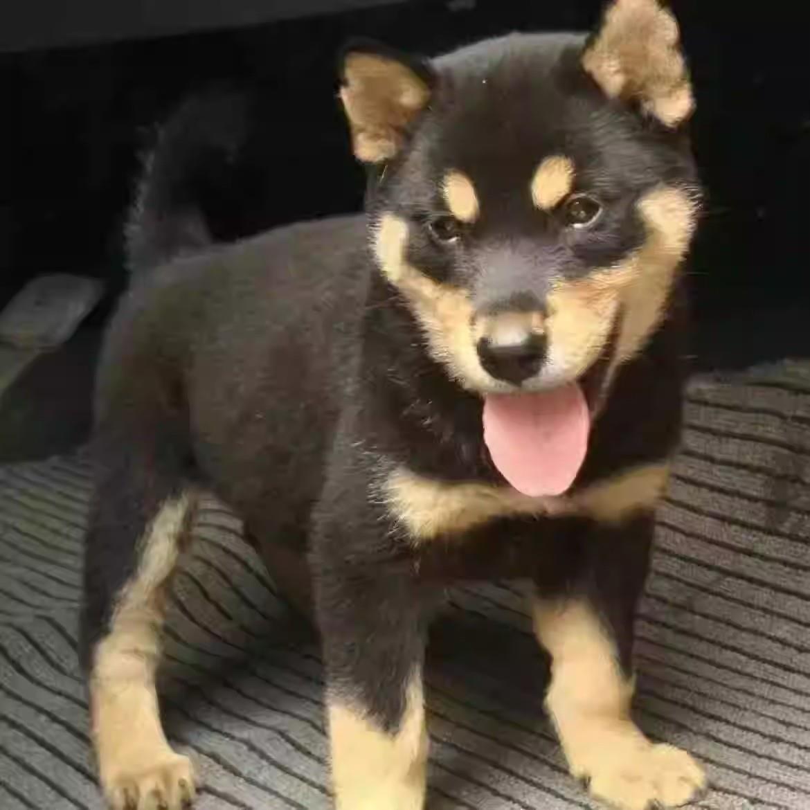 四眼铁包金幼犬活物中华田园犬好看农村家狗家养护主银赶山犬狗狗