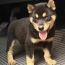 四眼铁包金幼犬活物中华田园犬好看农村家狗家养护主银赶山犬狗狗