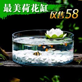 水培玻璃花瓶透明花盆客厅桌面，金鱼缸(金鱼缸)绿萝水培，器皿植物简约现代