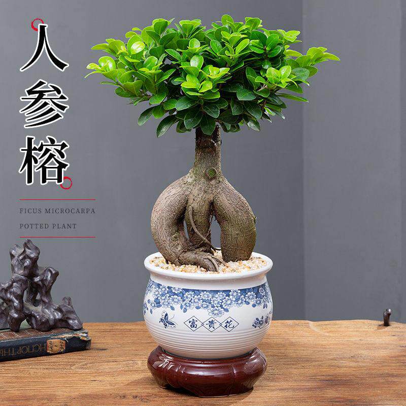 小叶榕树盆景室内盆栽绿植人参榕造型树桩桌面好养观叶小植物好养
