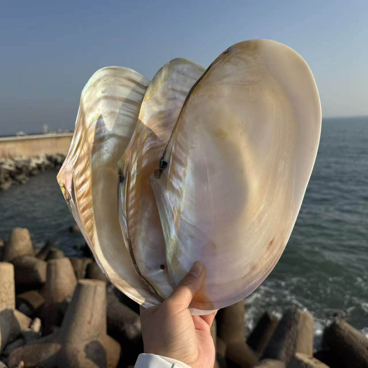 天然大珍珠蚌壳超大贝壳拍摄道具海螺鱼缸造景装饰摆件果盘餐盘