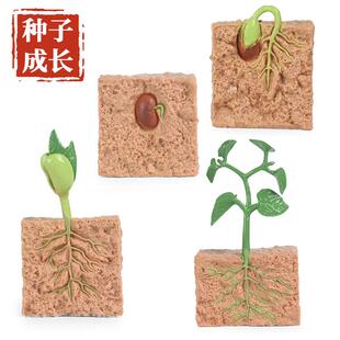 仿真动物植物生长过程模型种子实心大豆成长周期早教儿童科教玩具