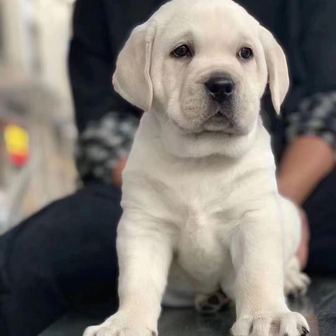 拉布拉多幼犬活物大型大