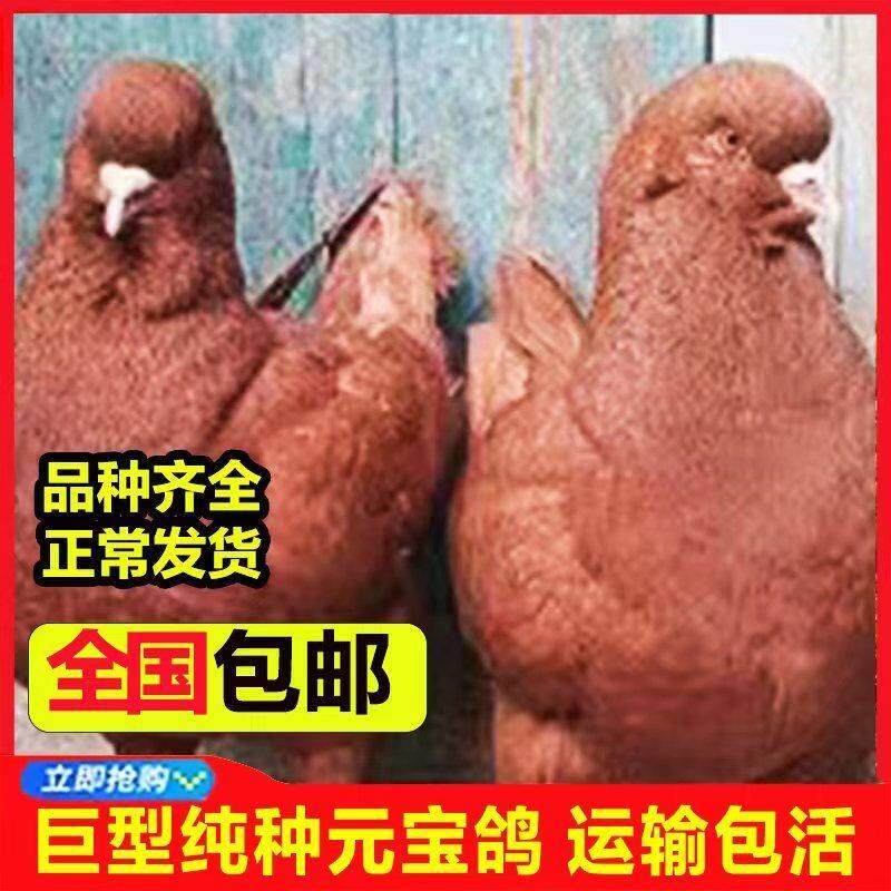纯种下蛋鸽活体一对发巨大青年种鸽健康发包邮包活到家特大元宝鸽