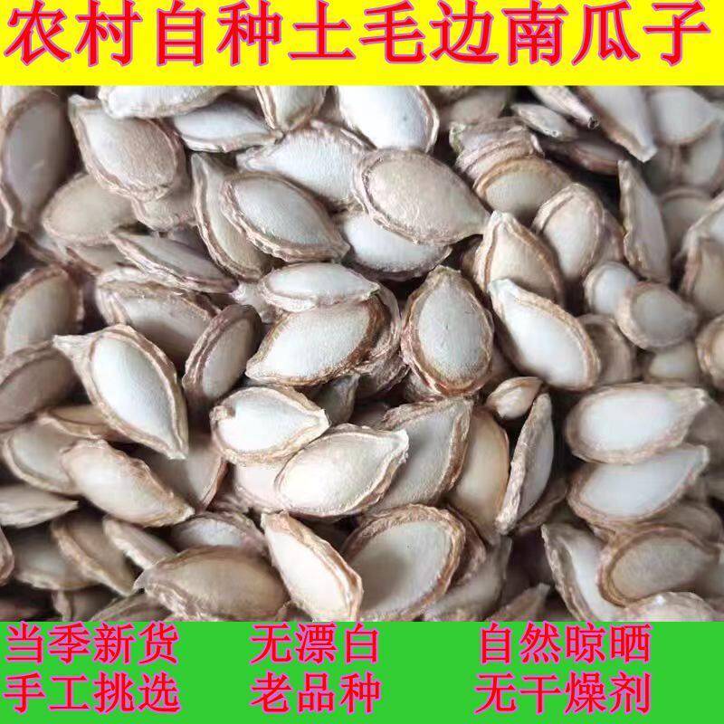 新疆包邮重庆农家自种老品种土南瓜子新鲜毛边生南瓜籽带壳原味干