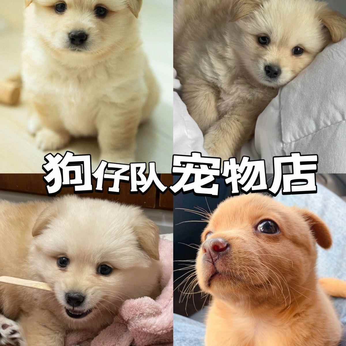 中华田园犬小狗白狗黄狗宠物活体幼犬小土狗看家狗黑色犬便宜小狗